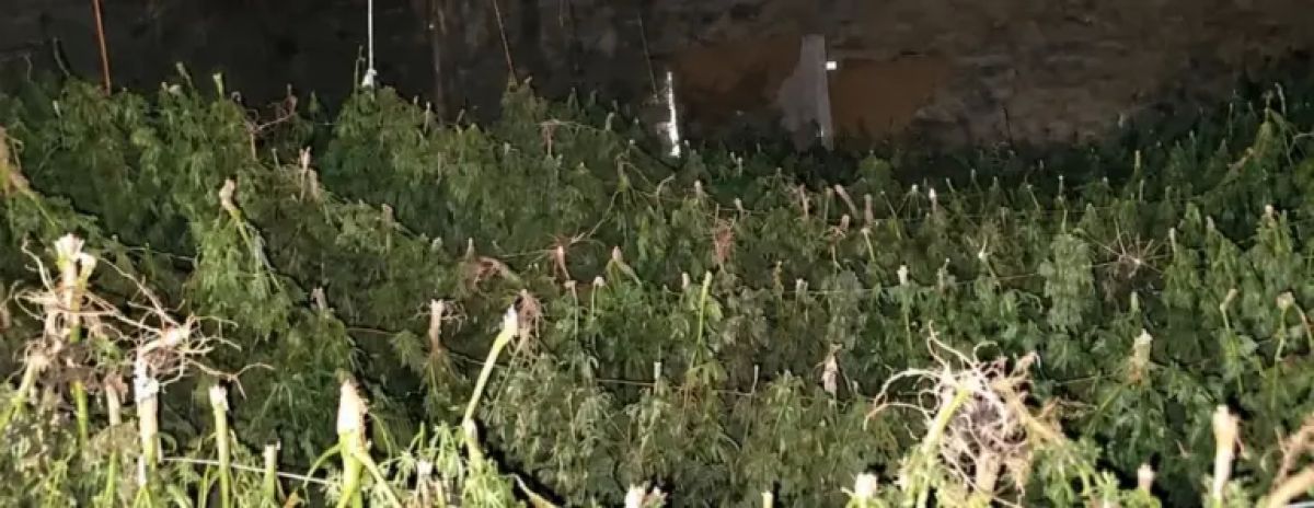 Yarım Tondan Fazla Esrarın Ele Geçirilmesi Operasyondan Sonra İki Şüpheli İçin Tutuklama Talebi