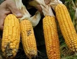 Sırbistan'dan İthal Mısırın Satışı Yasaklandı