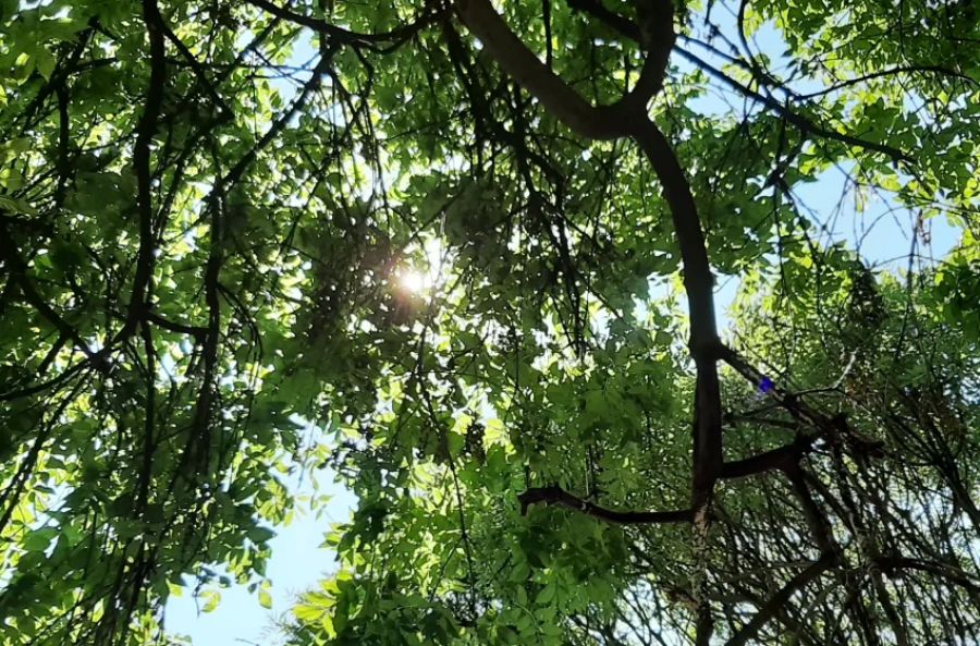 Güneşli Hava Bekleniyor, Sıcaklık 31 Dereceye Kadar Yükselebilir