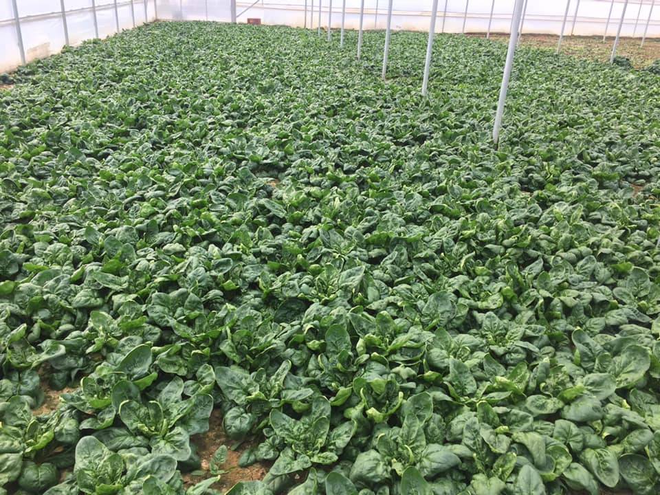 Mamuşalı Tarımcı 15 Bin Kg Ispanak Yetiştirdi