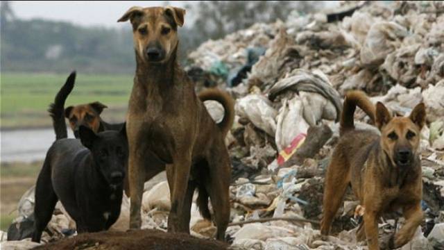 Sokak Köpekleri Aynı Yerde Bir Kız Çocuğunu Ağır Yaraladı