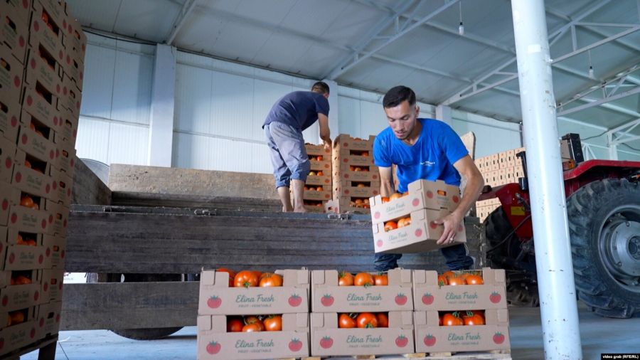 Mamuşalı Çiftçi Avrupa’ya 300 Ton Domates İhraç Etti