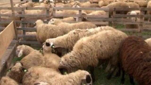 Priştine'de Sadece Hayvan Pazarında Kurban Kesilecek