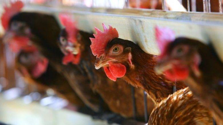 Kuş Gribi Nedeniyle Arnavutluk’tan Canlı Kümes Hayvanlarının İthalatı Durduruldu