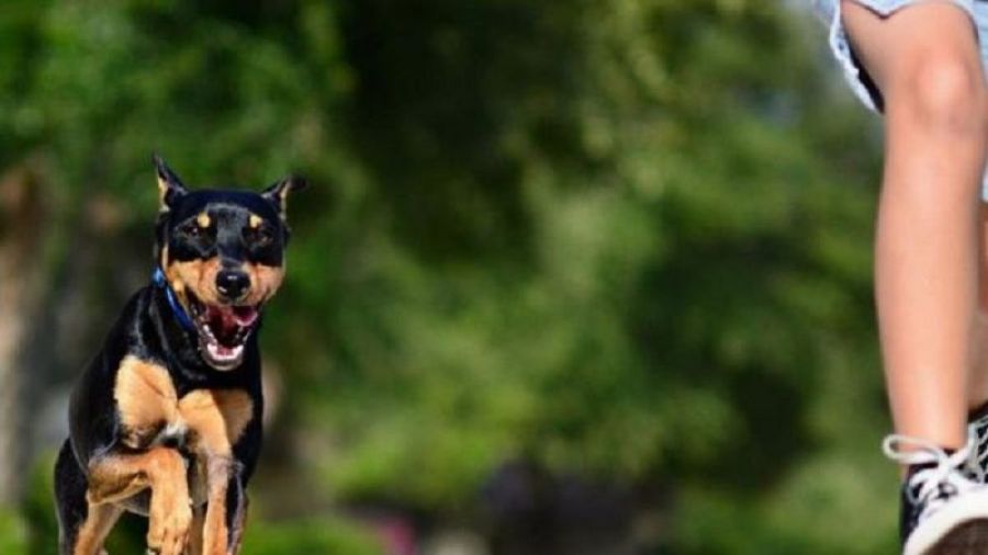 Üç Öğrenci Okulda Köpek Saldırısına Uğradı