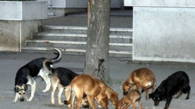 Sokak Köpekleri Priştine Kenttaşları için Tehlike Yaratıyor