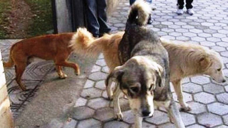 Sokak Köpekleri 4 Yaşında Çocuğu Hastanelik Etti