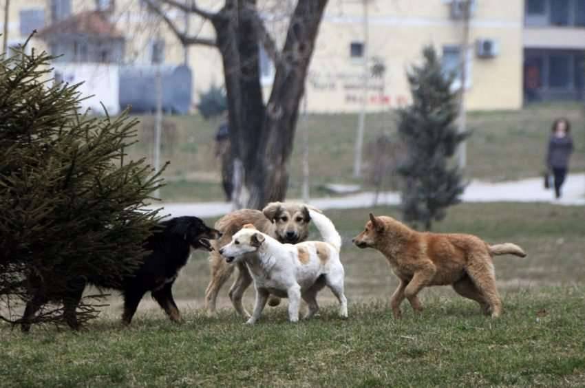 Priştine’de Bir Kız Beş Köpeğin Saldırsına Uğradı