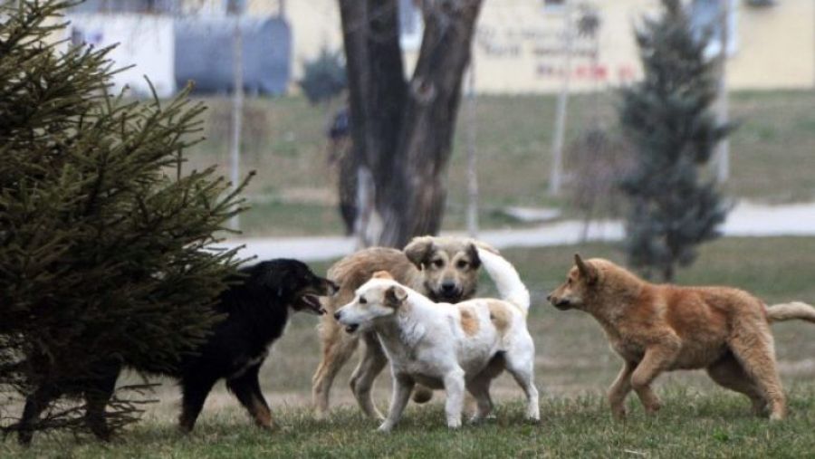 Podujeva'da Köpekler Tarafından Kovalanan Bir Kadın Kalp Krizinden Öldü 