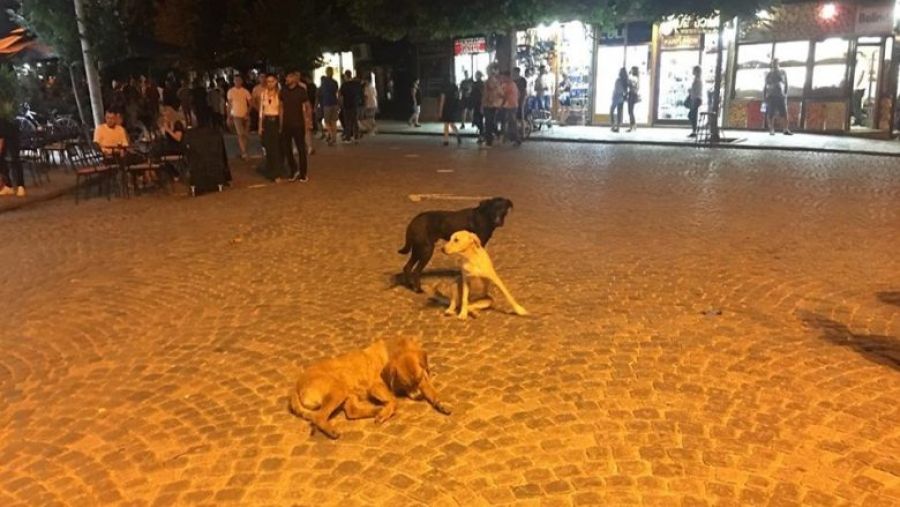 Prizren, Sokak Köpekleri İçin Barınak İnşa Ediyor