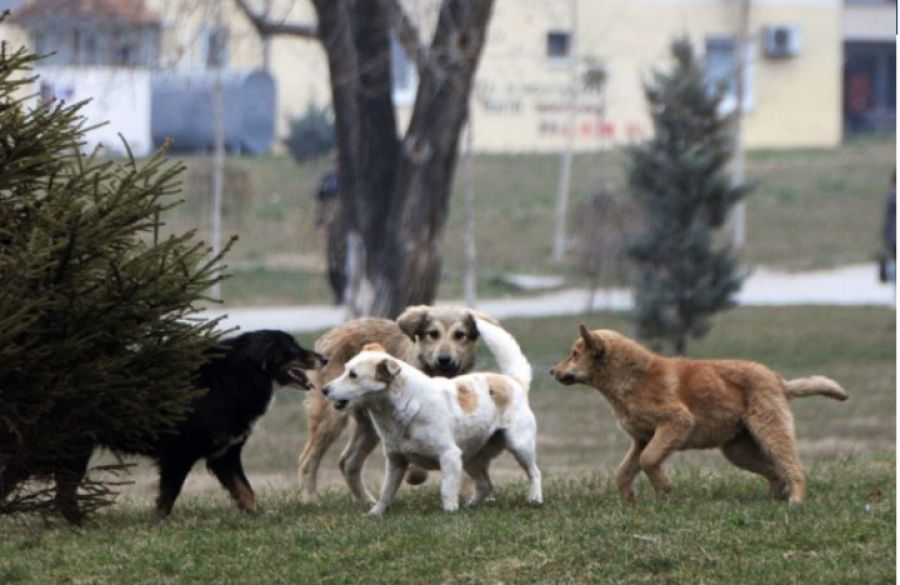 Başıboş Köpekler QKUK’da Bir Kadına Saldırdı
