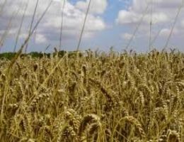 Hasat İşleri İçin Hazırlıklar Başlıyor