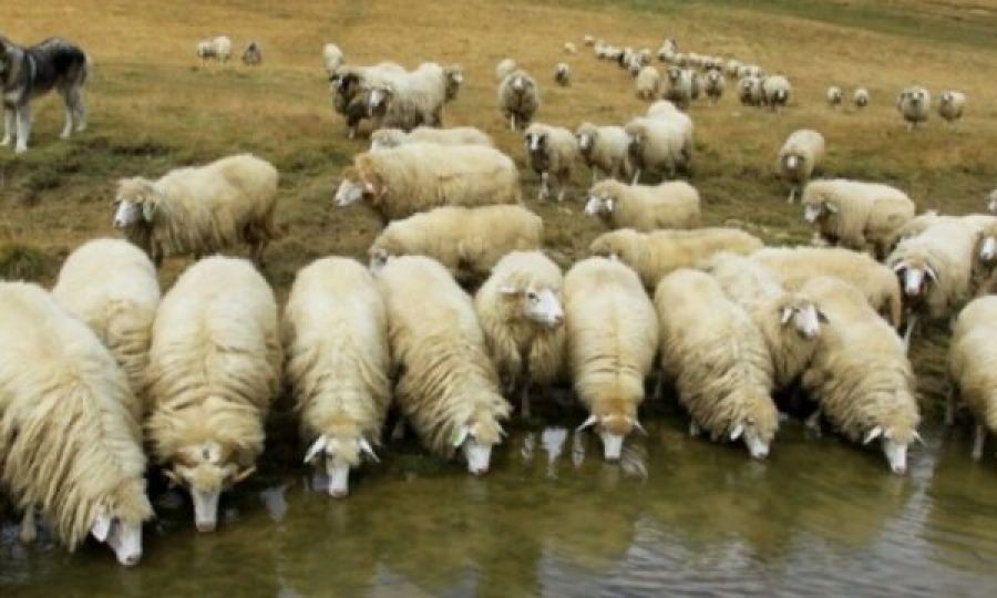 Kosova'da Hayvanlarda ‘Mavi Dil’ Hastalığı Tespit Edildi