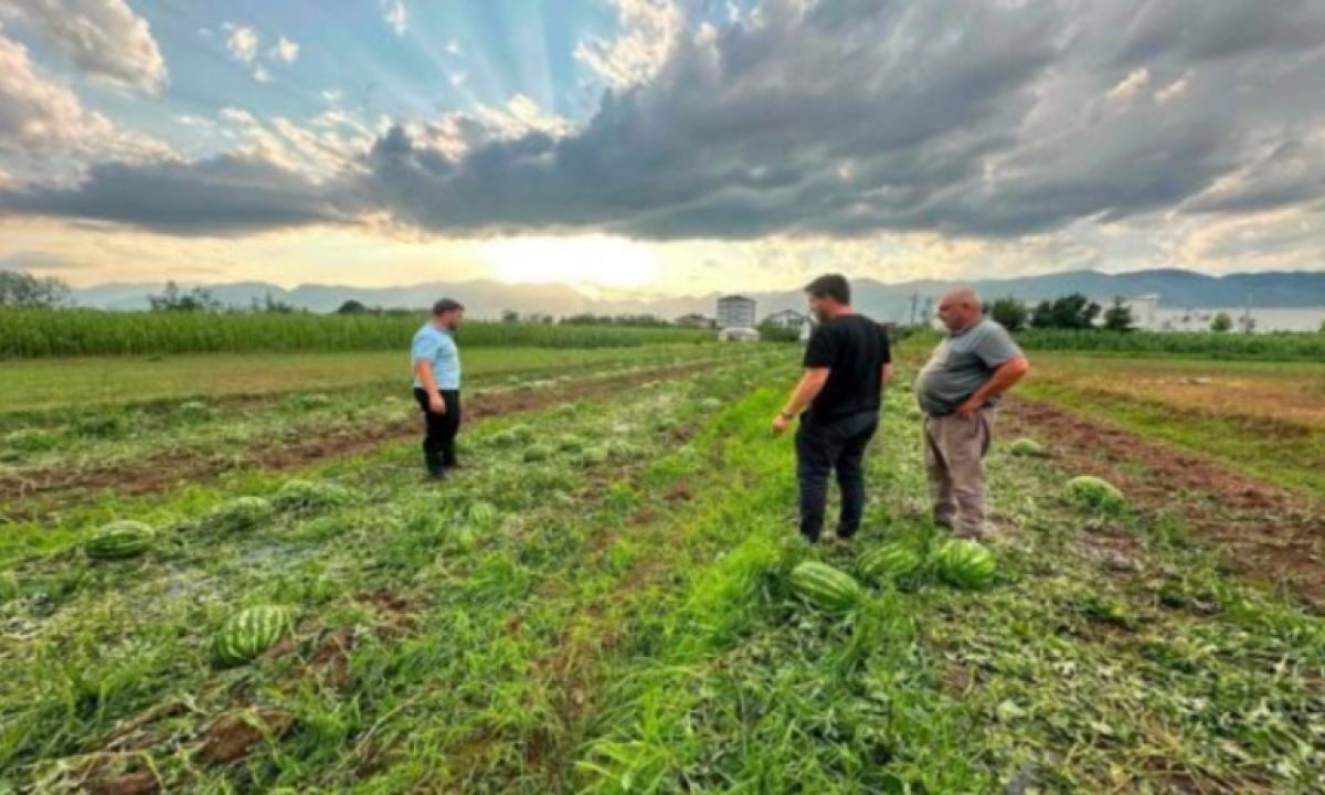Istog'daki Dolu Felaketinde Ekili Tarım Arazilerinin Yaklaşık Yüzde 90'ı Zarar Gördü