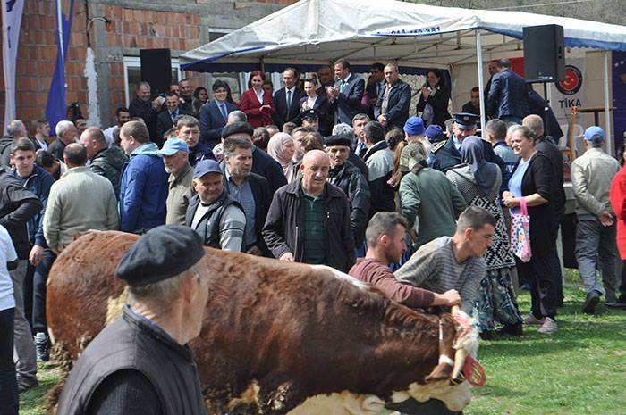 TİKA'dan Jupa Bölgesine 100 Büyükbaş Hayvan Hibesi