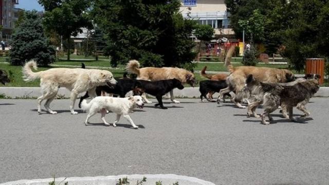 Köpeklerin Saldırısına Uğrayan Kız Çocuğun Velileri Dehşeti Anlattı